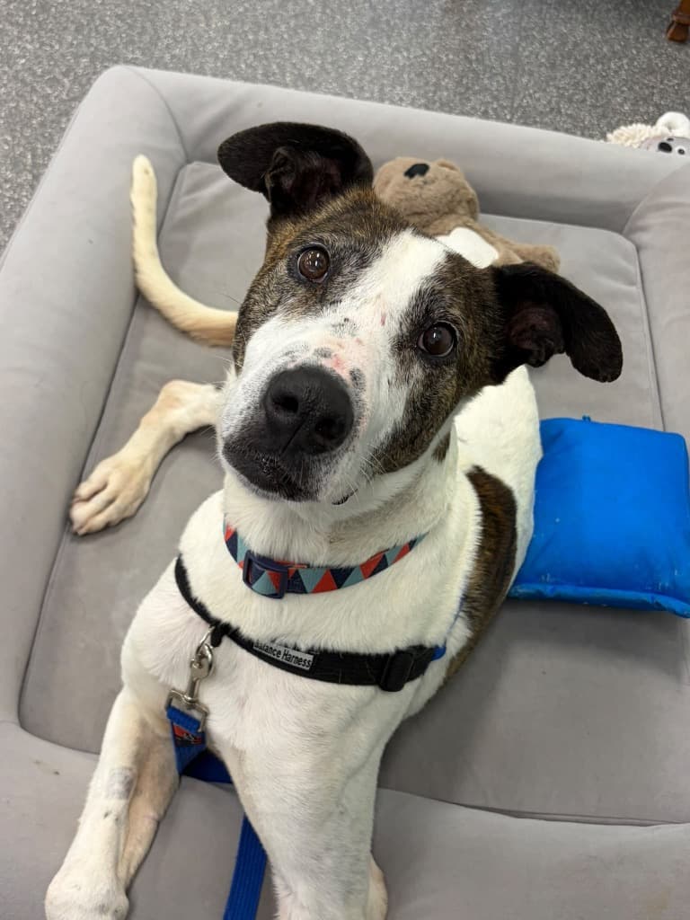 Terry - Bull Arab available for adoption in Melbourne