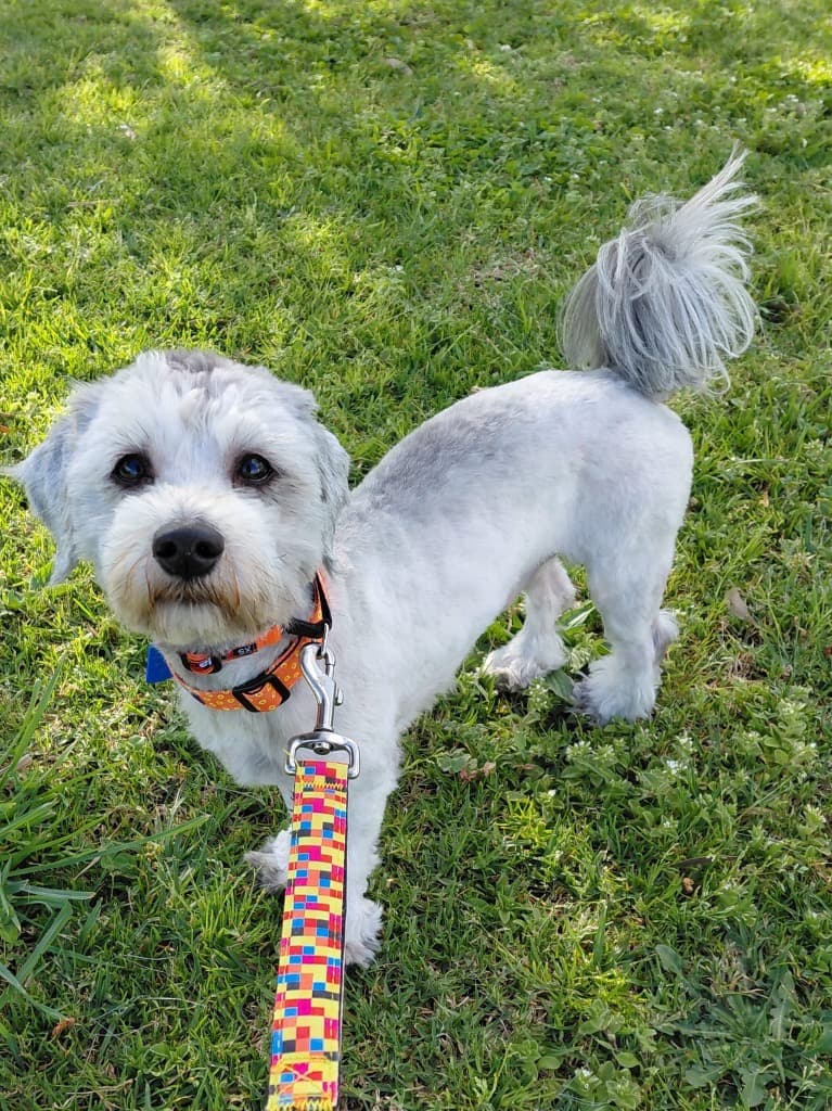 Tovi (In Foster) - Shih Tzu x Poodle available for adoption in Melbourne