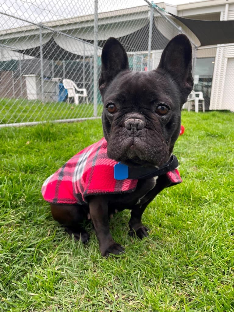 Uma - French Bulldog available for adoption at Australian Animal Protection Society in Melbourne