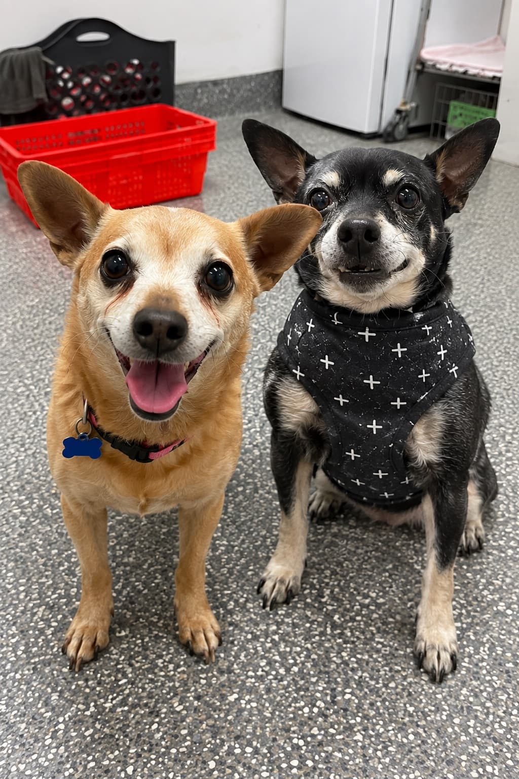 Xena and Nitro (Bonded Pair) - Chihuahua available for adoption at Australian Animal Protection Society in Melbourne