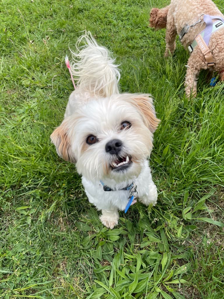 Fluffy - Maltese Terrier x Shih Tzu available for adoption at Australian Animal Protection Society in Melbourne