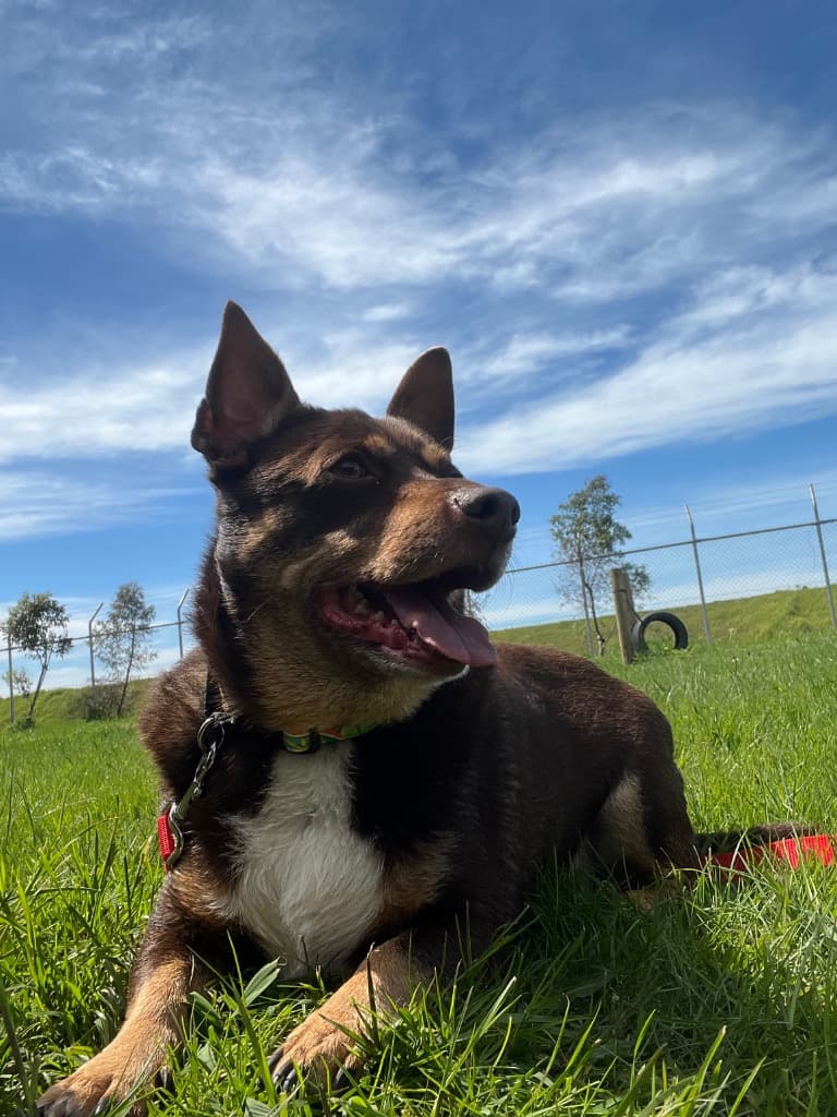 Mack - Kelpie x Fox Terrier available for adoption at Australian Animal Protection Society in Melbourne