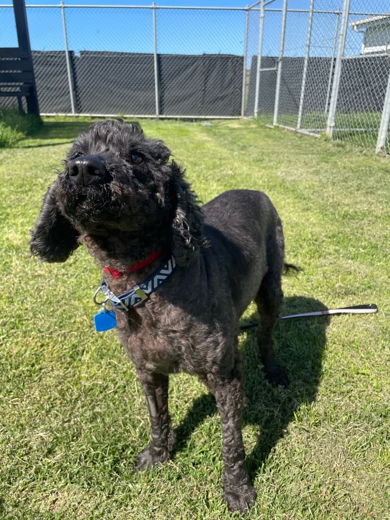 Marley - Spoodle available for adoption at Australian Animal Protection Society in Melbourne