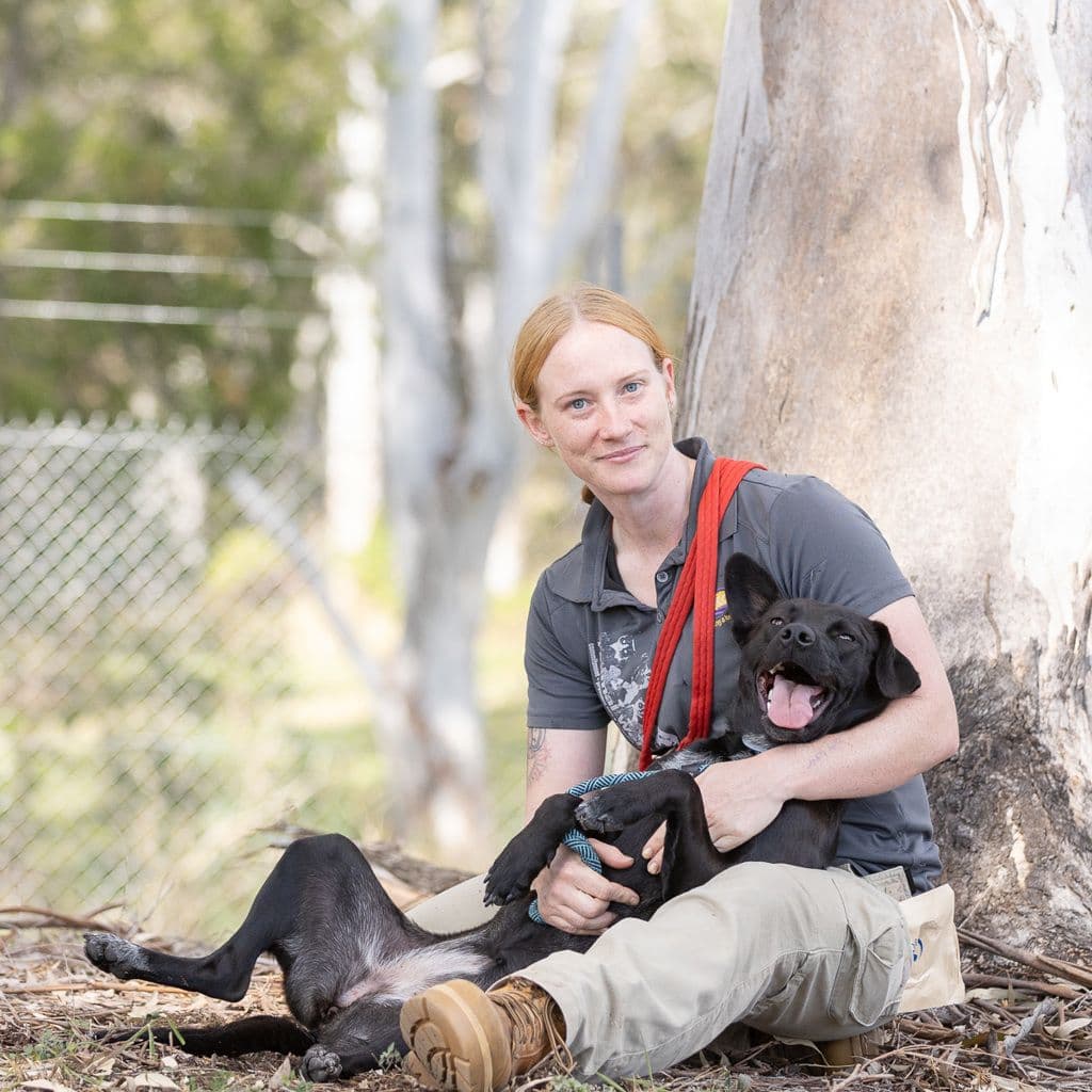 Mia - Australian Kelpie available for adoption at Animal Welfare League Queensland in Brisbane
