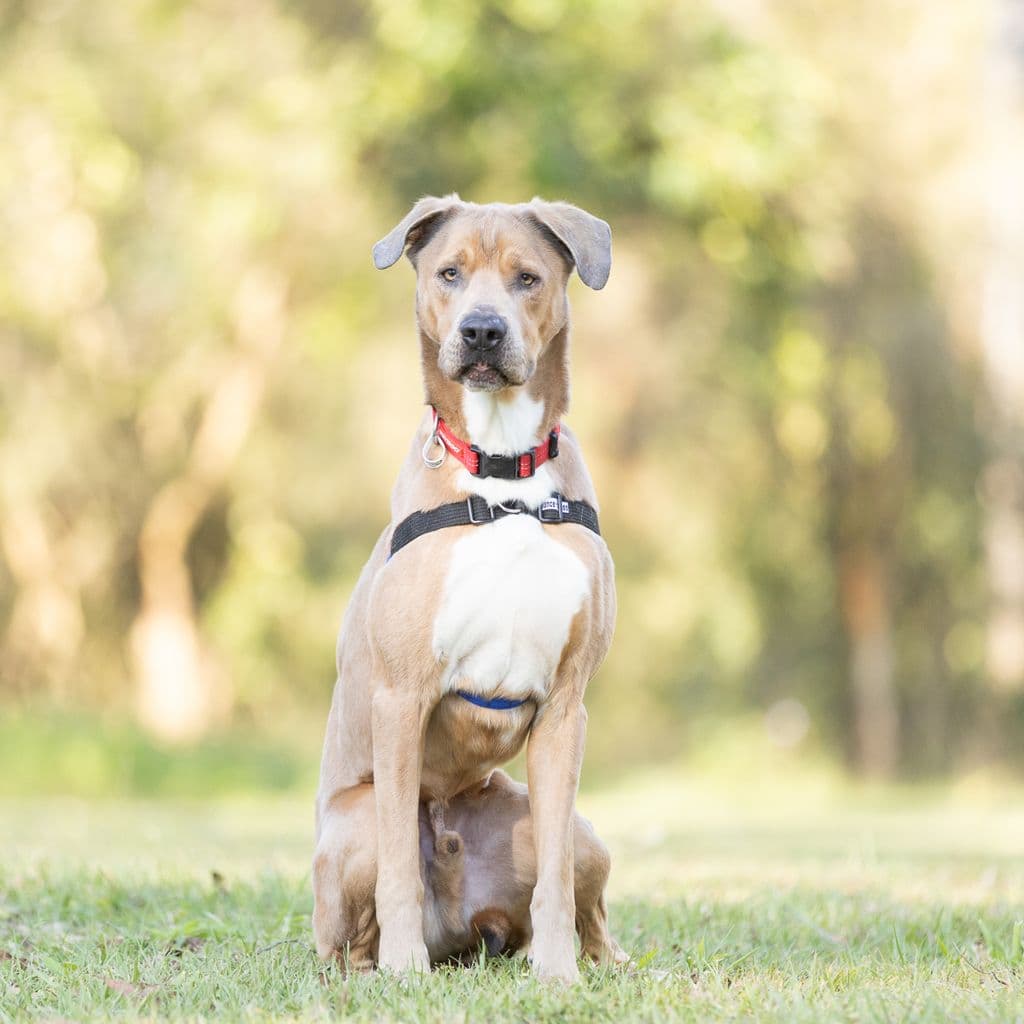 Gabriel - Labrador / Bull Arab available for adoption at Animal Welfare League Queensland in Brisbane
