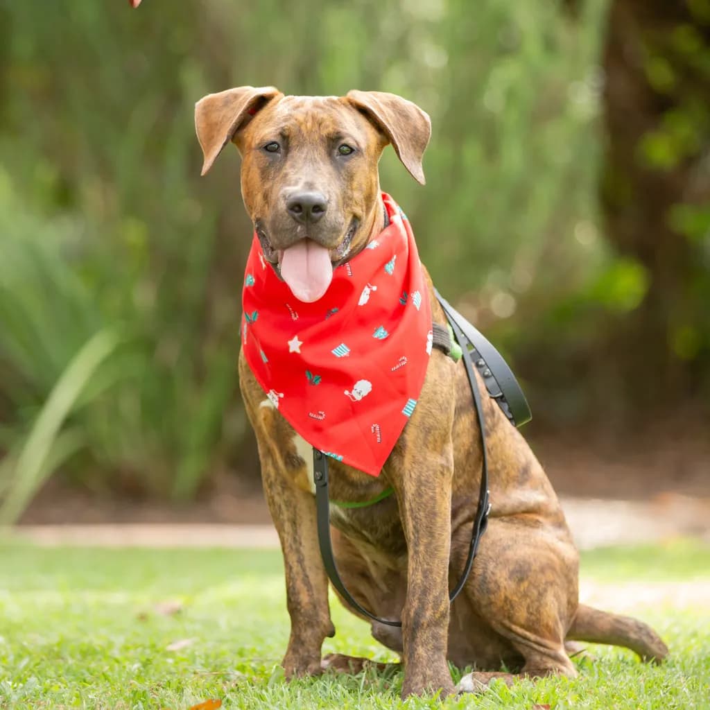 Oak - American Staffy / Bull Arab available for adoption at Animal Welfare League Queensland in Brisbane
