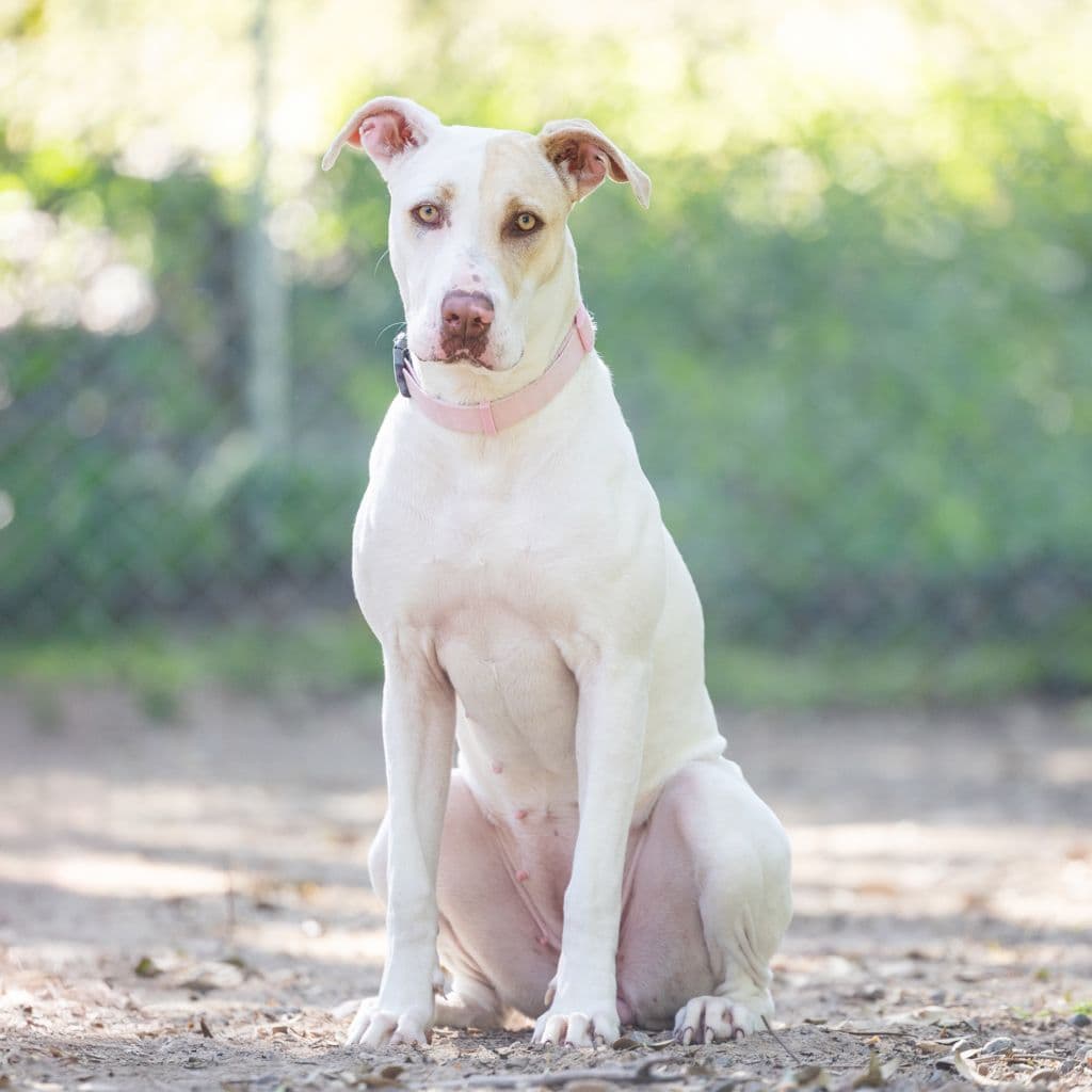 Daisy - Bull Arab available for adoption at Animal Welfare League Queensland in Gold Coast
