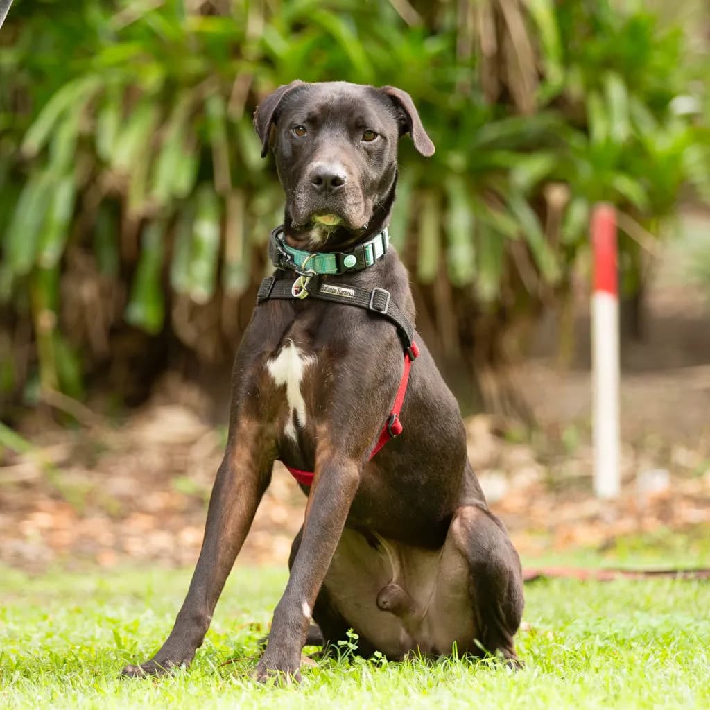 Bailey - Mastiff available for adoption in Brisbane