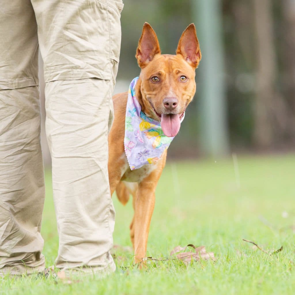 Nova - Australian Kelpie available for adoption at Animal Welfare League Queensland in Brisbane