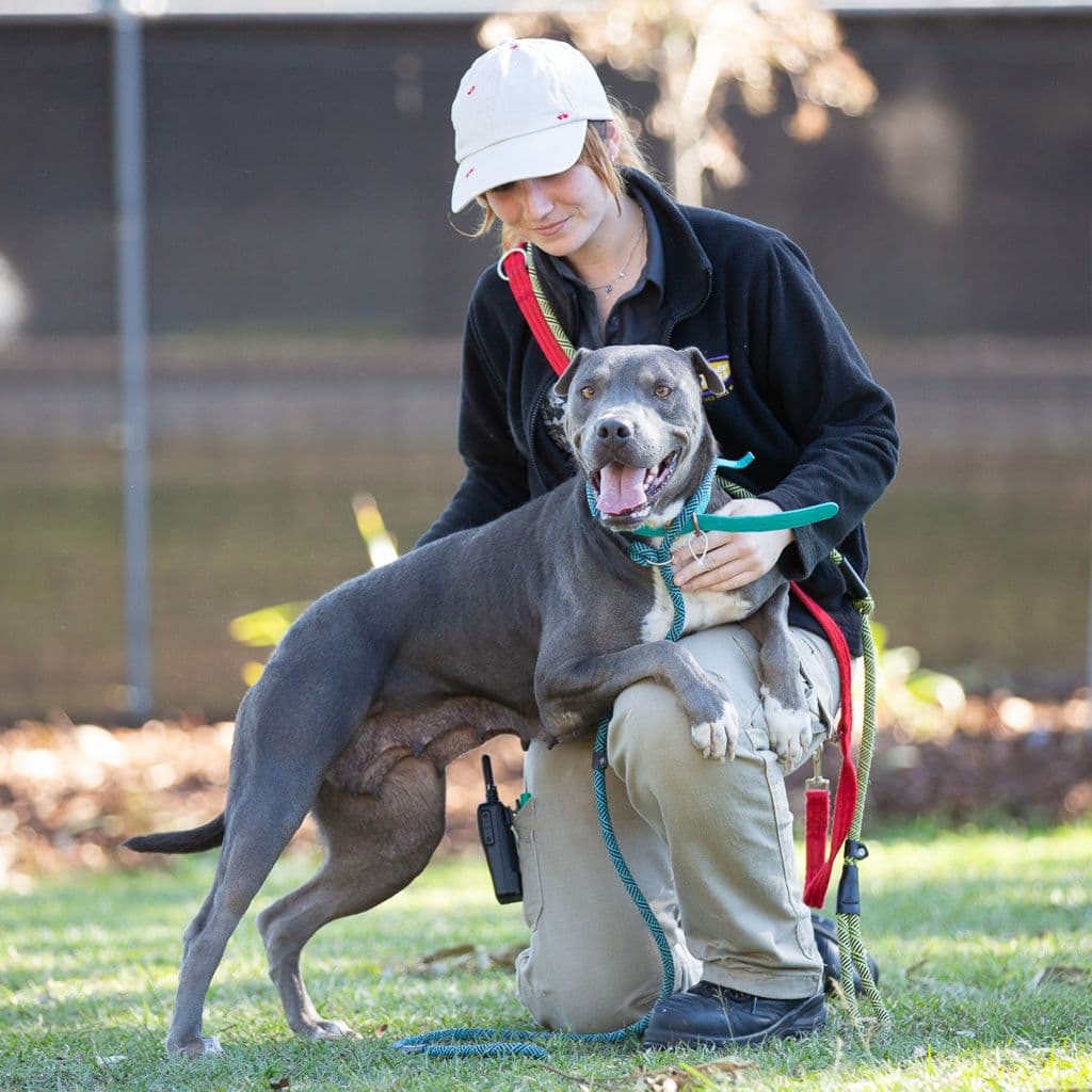 Narla - Sharpei / American Staffy available for adoption at Animal Welfare League Queensland in Brisbane