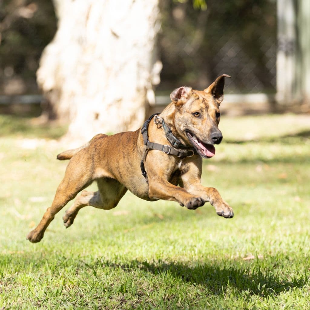 Penny - Bull Arab available for adoption at Animal Welfare League Queensland in Brisbane