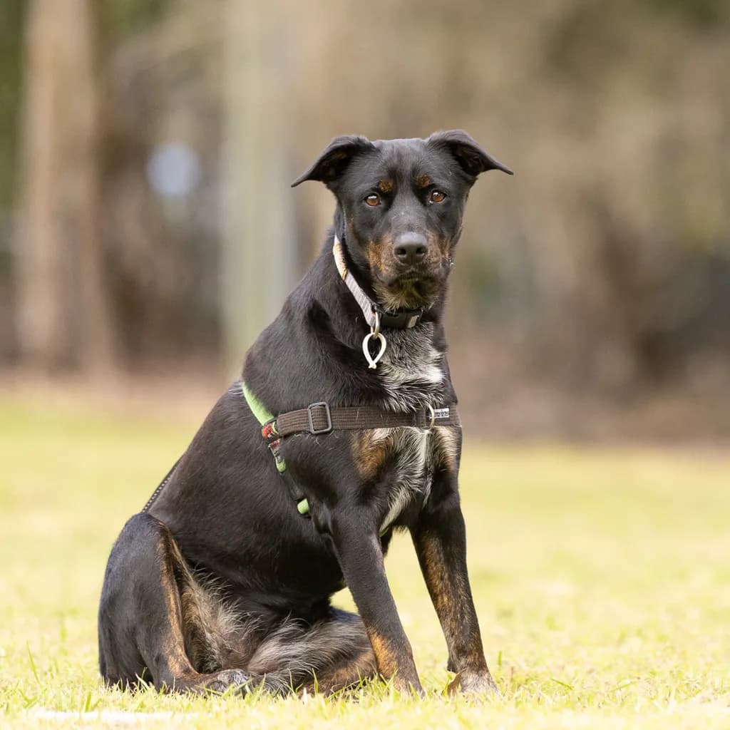 Freya - Australian Kelpie / Australian Cattledog available for adoption at Animal Welfare League Queensland in Gold Coast