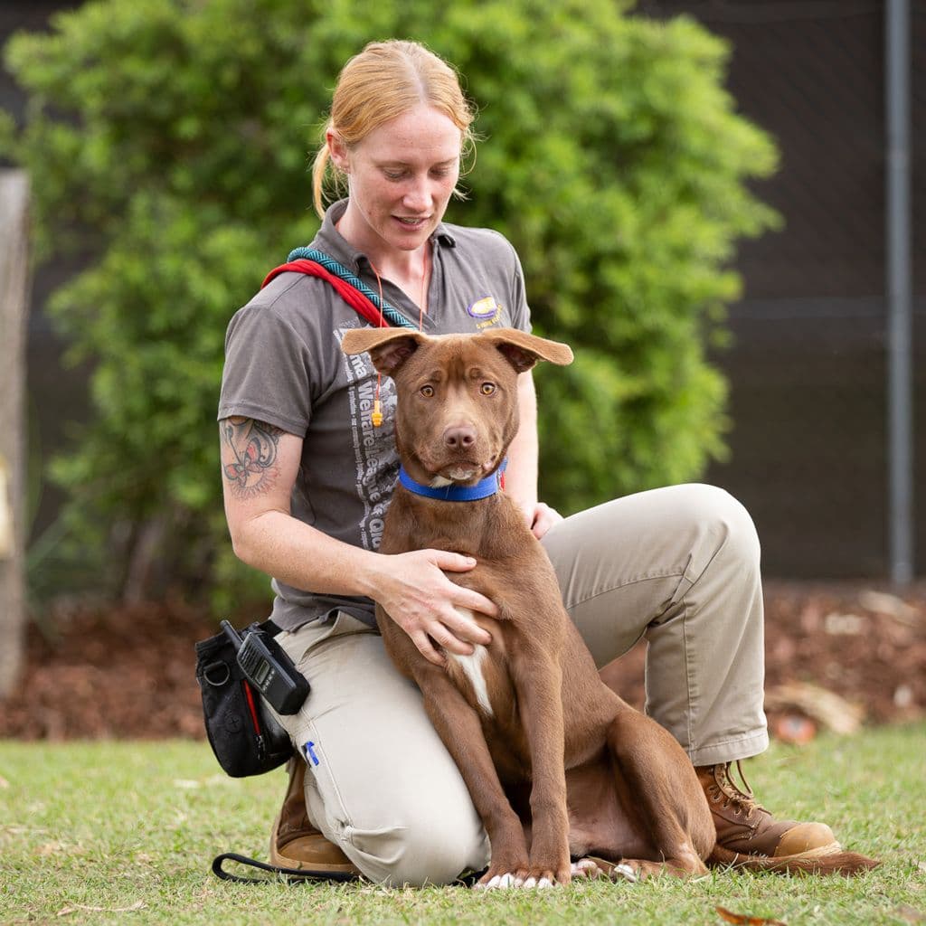 Romeo - Australian Kelpie / American Staffy available for adoption at Animal Welfare League Queensland in Brisbane