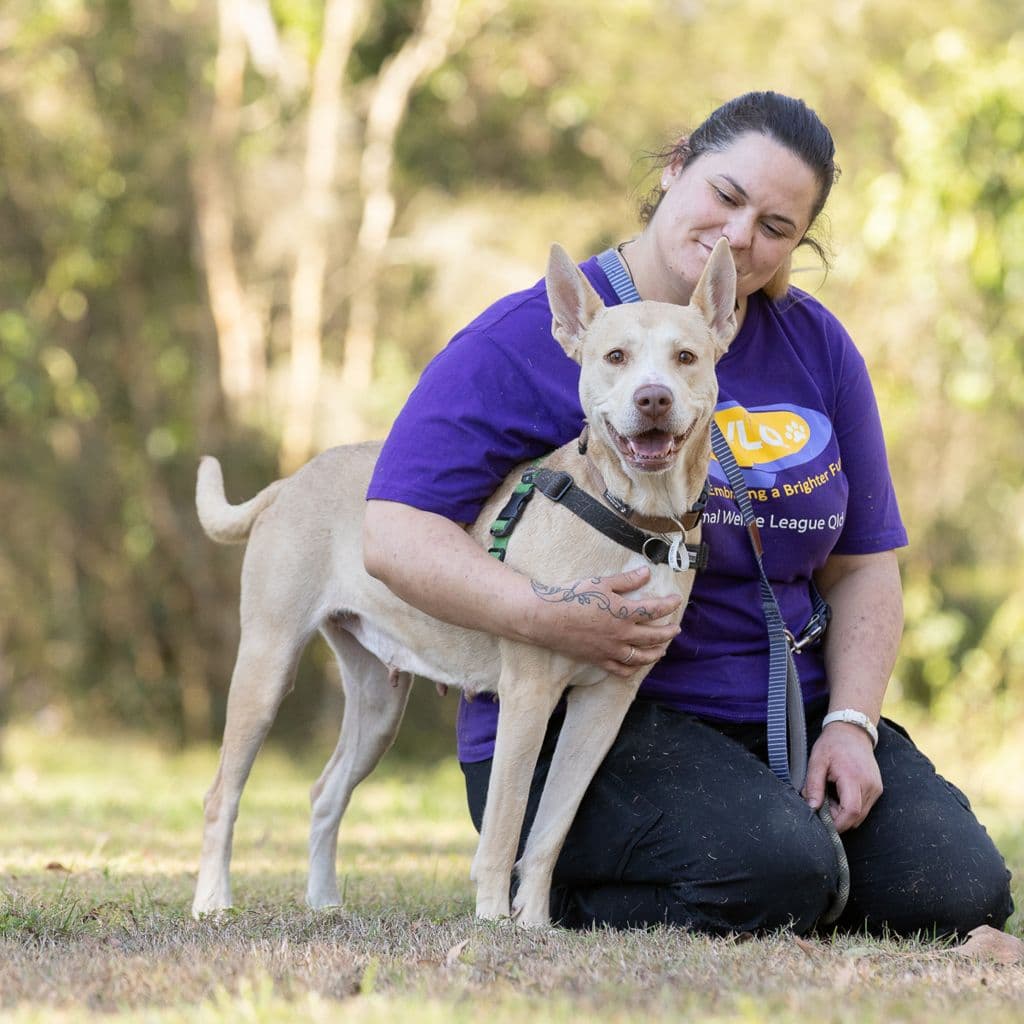 Polly - Australian Kelpie / American Staffy available for adoption at Animal Welfare League Queensland in Brisbane