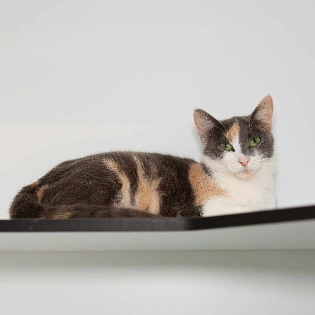 Calliope - Domestic Short Hair available for adoption in Brisbane
