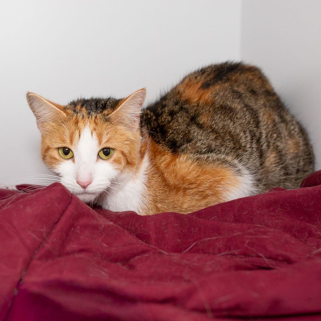 Ruby - Domestic Short Hair cat available for adoption at Animal Welfare League Queensland in Brisbane