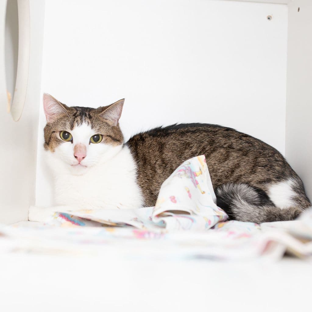 Harry - Domestic Short Hair available for adoption in Gold Coast