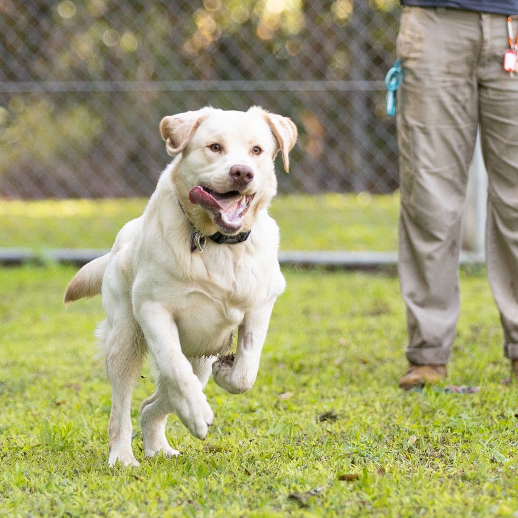 Simba - Labrador Retriever available for adoption at Animal Welfare League Queensland in Brisbane