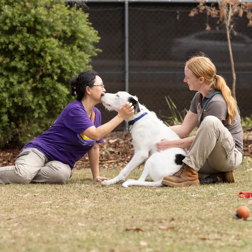 Boof - Irish Wolfhound / Bull Arab available for adoption in Brisbane