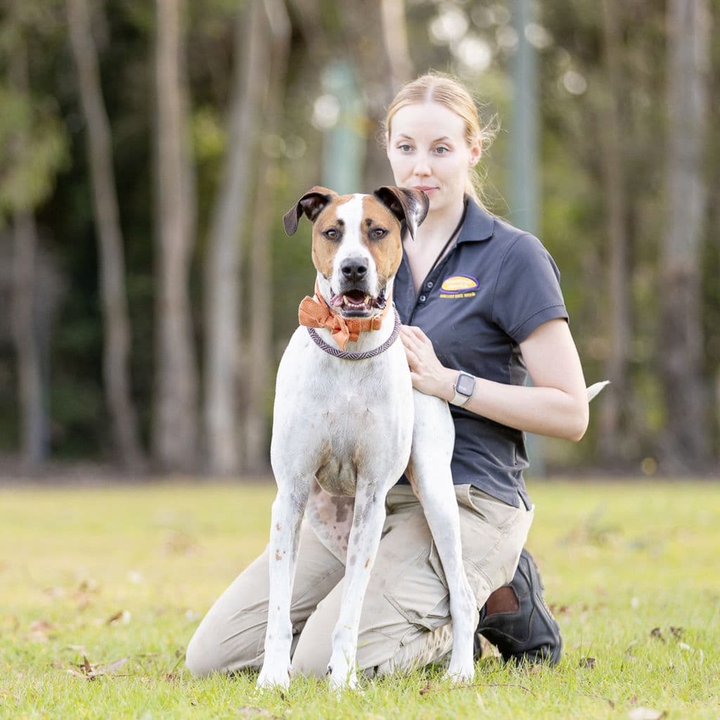 Petey - Bull Arab available for adoption at Animal Welfare League Queensland in Brisbane