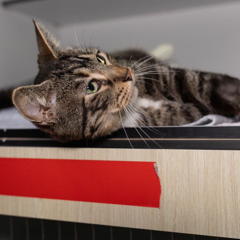 Dexter - Domestic Short Hair available for adoption in Brisbane