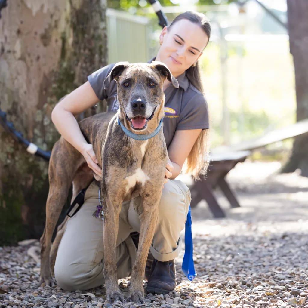 Tank - Great Dane available for adoption in Gold Coast