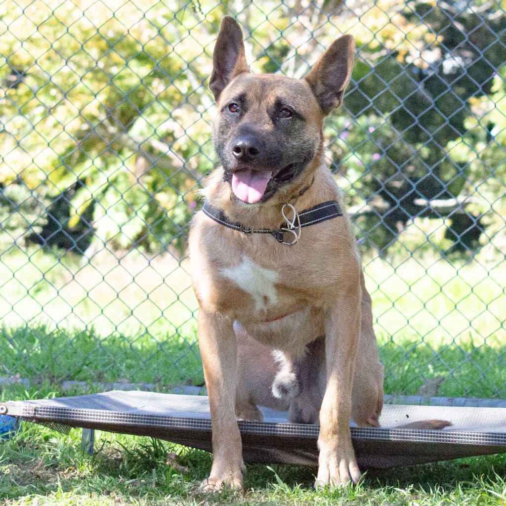 Scrap - Irish Wolfhound / Rhodesian Ridgeback available for adoption at Animal Welfare League Queensland in Brisbane