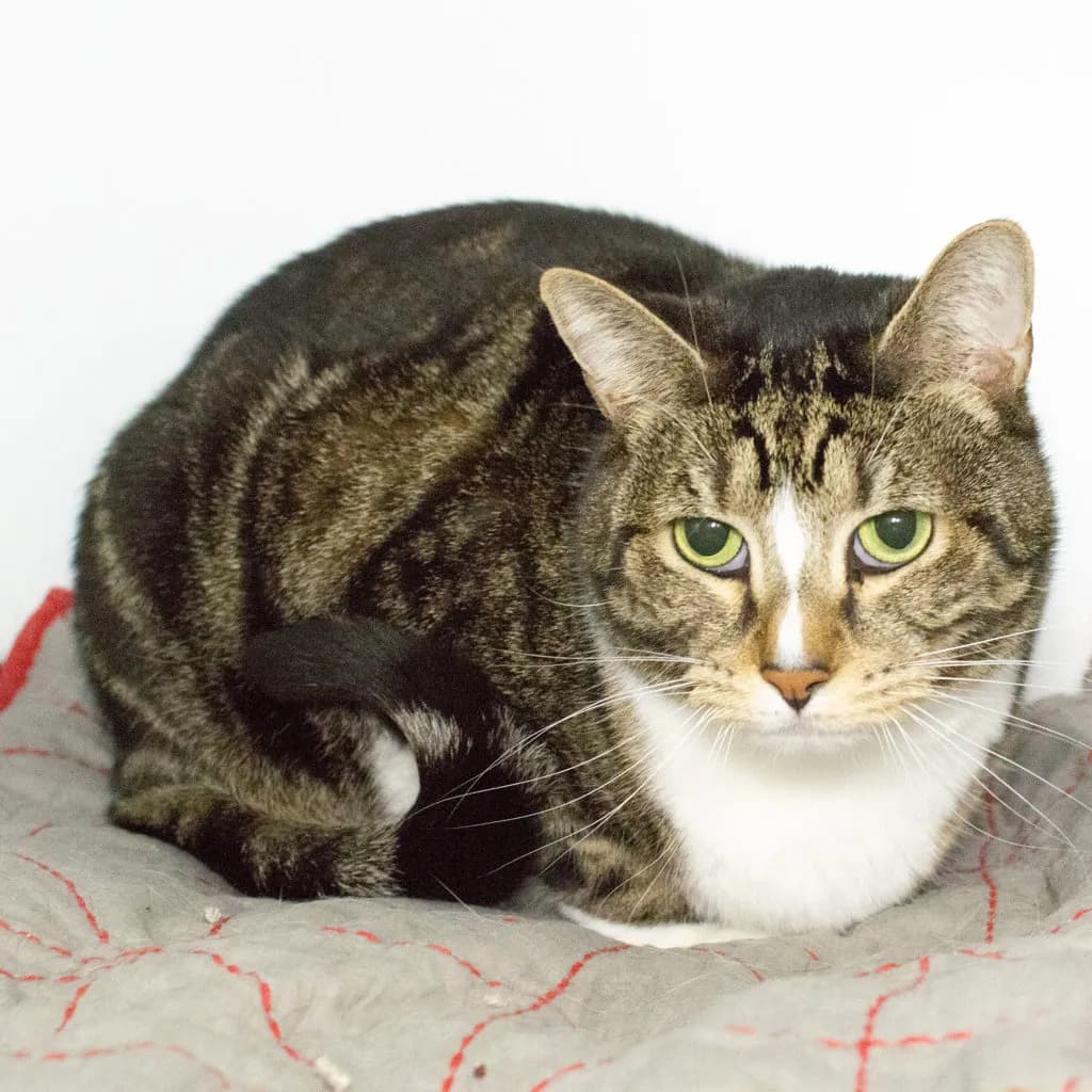 Cash - Domestic Short Hair cat available for adoption at Animal Welfare League Queensland in Brisbane