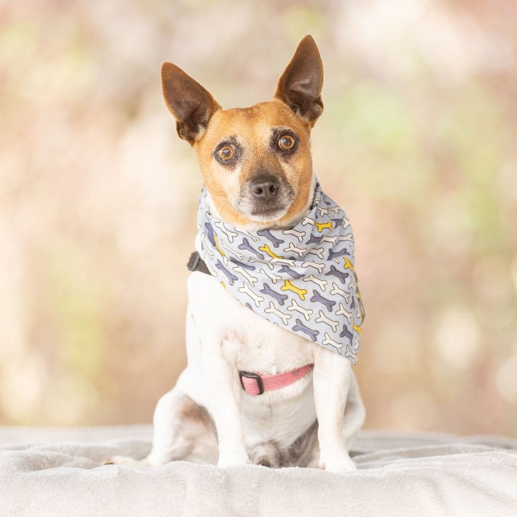 Milo - Mini Foxy available for adoption at Animal Welfare League Queensland in Brisbane