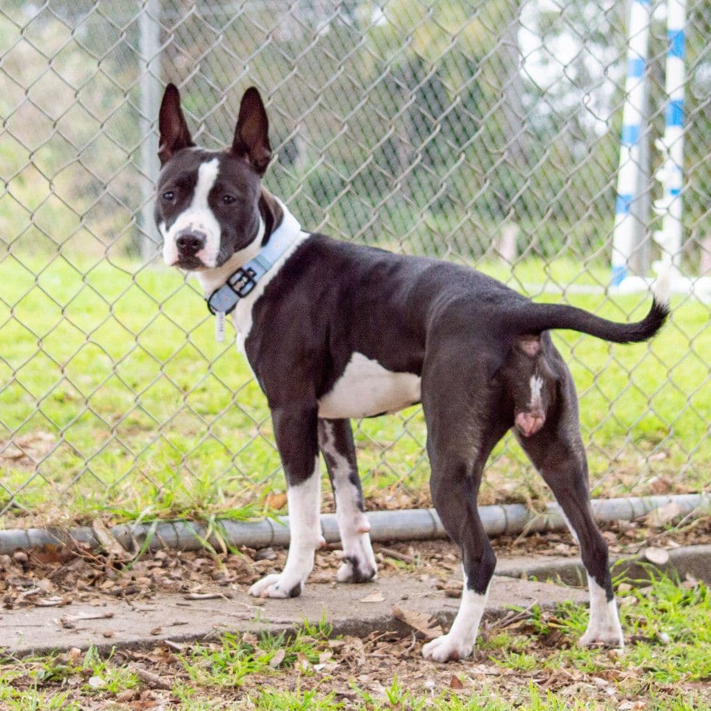 Lola - Staffordshire Bull Terrier / Bull Terrier available for adoption at Animal Welfare League Queensland in Brisbane