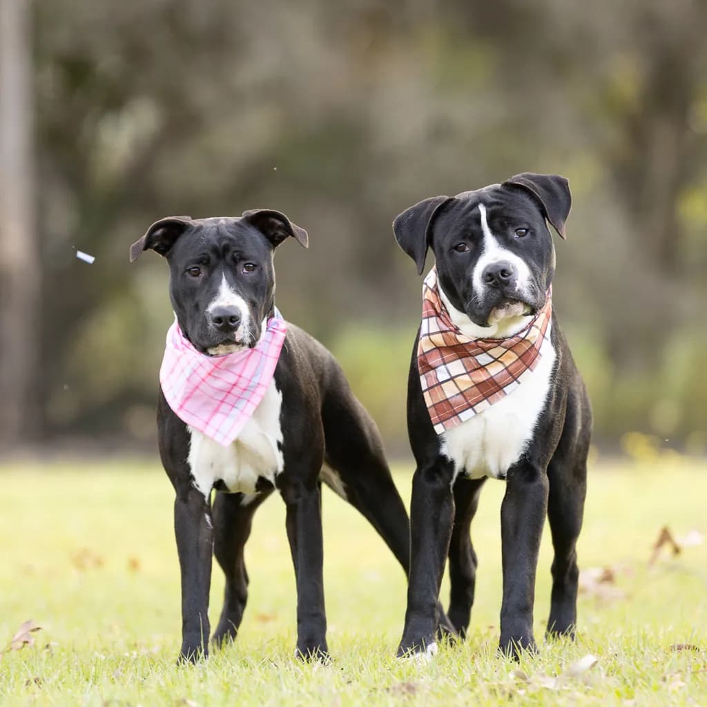 Bowser - American Staffy available for adoption at Animal Welfare League Queensland in Brisbane