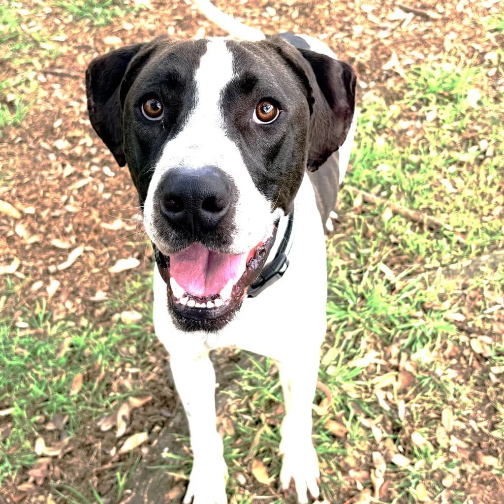 Buddy - German Shorthaired Pointer / Bull Arab available for adoption in Brisbane