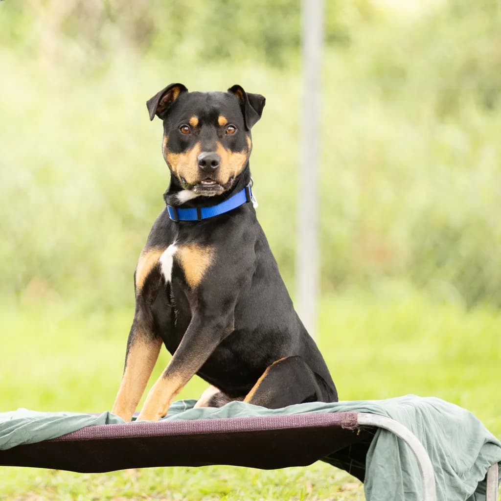 Cairo - American Staffy / Australian Kelpie available for adoption at Animal Welfare League Queensland in Brisbane
