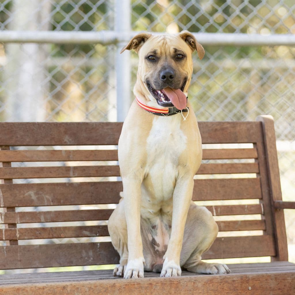 Lacey - Mastiff available for adoption at Animal Welfare League Queensland in Brisbane