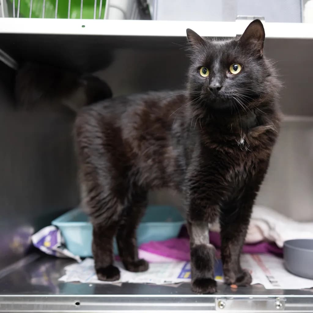 Mr Sharky - Domestic Longhair cat available for adoption in Gold Coast