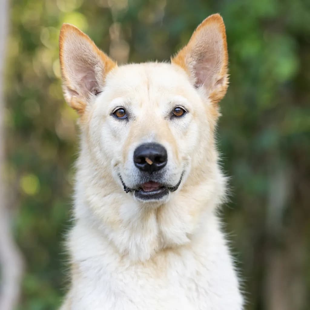 Millie - Shepherd available for adoption at Animal Welfare League Queensland in Gold Coast