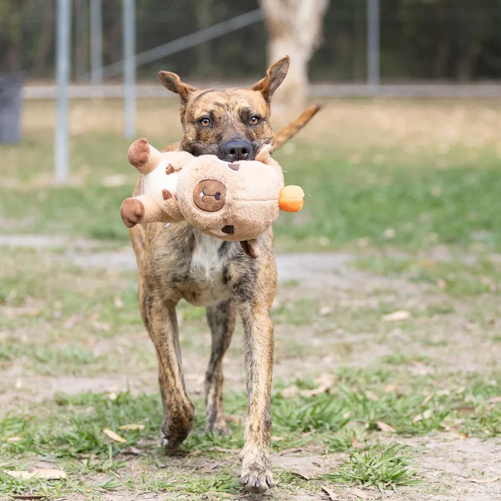 Billy - American Staffy available for adoption at Animal Welfare League Queensland in Brisbane