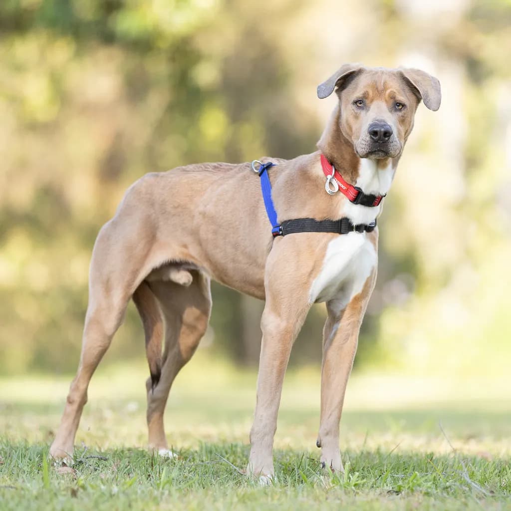 Gabriel - Greyhound / Weimaraner available for adoption in Brisbane