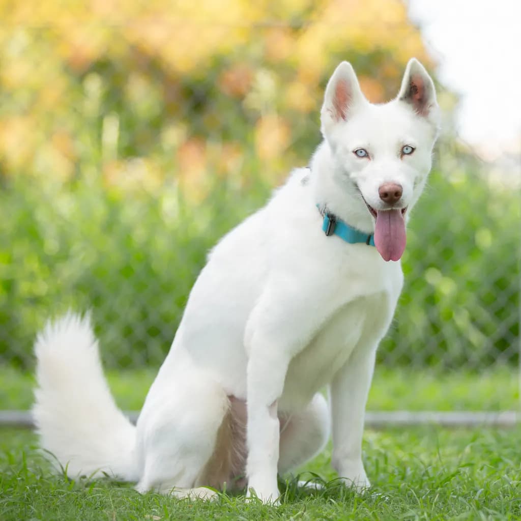 Celeste - Siberian Husky / Swiss Shepherd available for adoption at Animal Welfare League Queensland in Brisbane