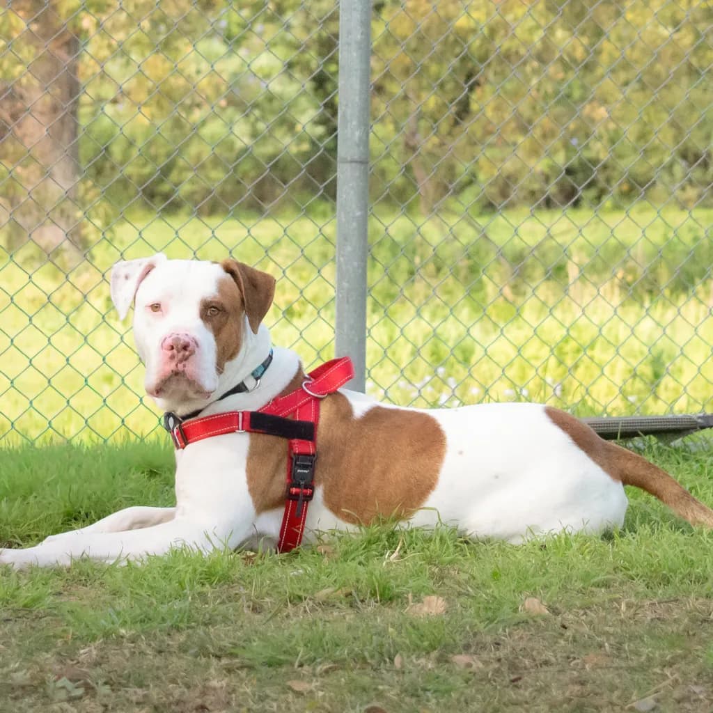 Max - American Bulldog / Bull Arab available for adoption at Animal Welfare League Queensland in Brisbane