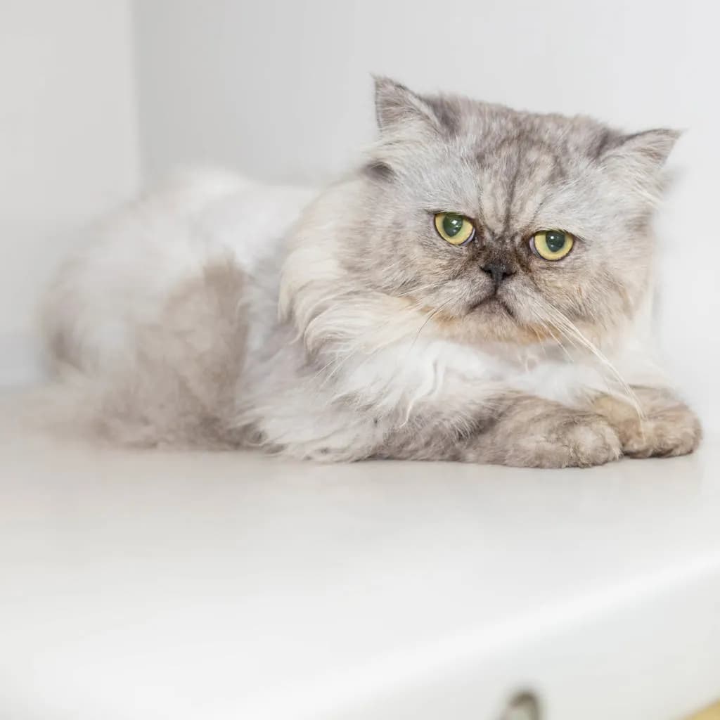 Yeti - Chinchilla cat available for adoption at Animal Welfare League Queensland in Brisbane