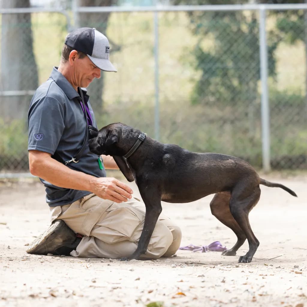 Juno - Sharpei / Staffordshire Bull Terrier available for adoption at Animal Welfare League Queensland in Gold Coast