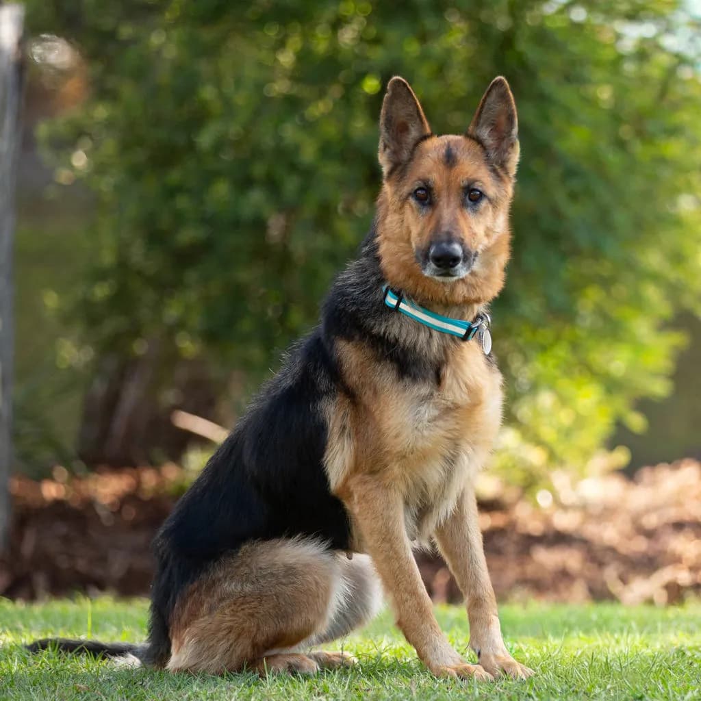 Willow - German Shepherd available for adoption at Animal Welfare League Queensland in Brisbane