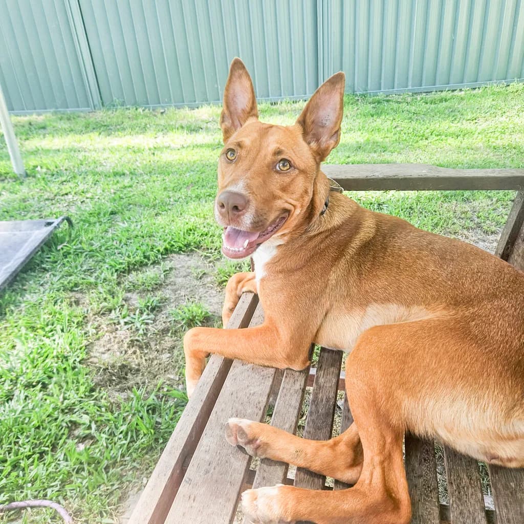 Nova - Australian Kelpie available for adoption in Brisbane