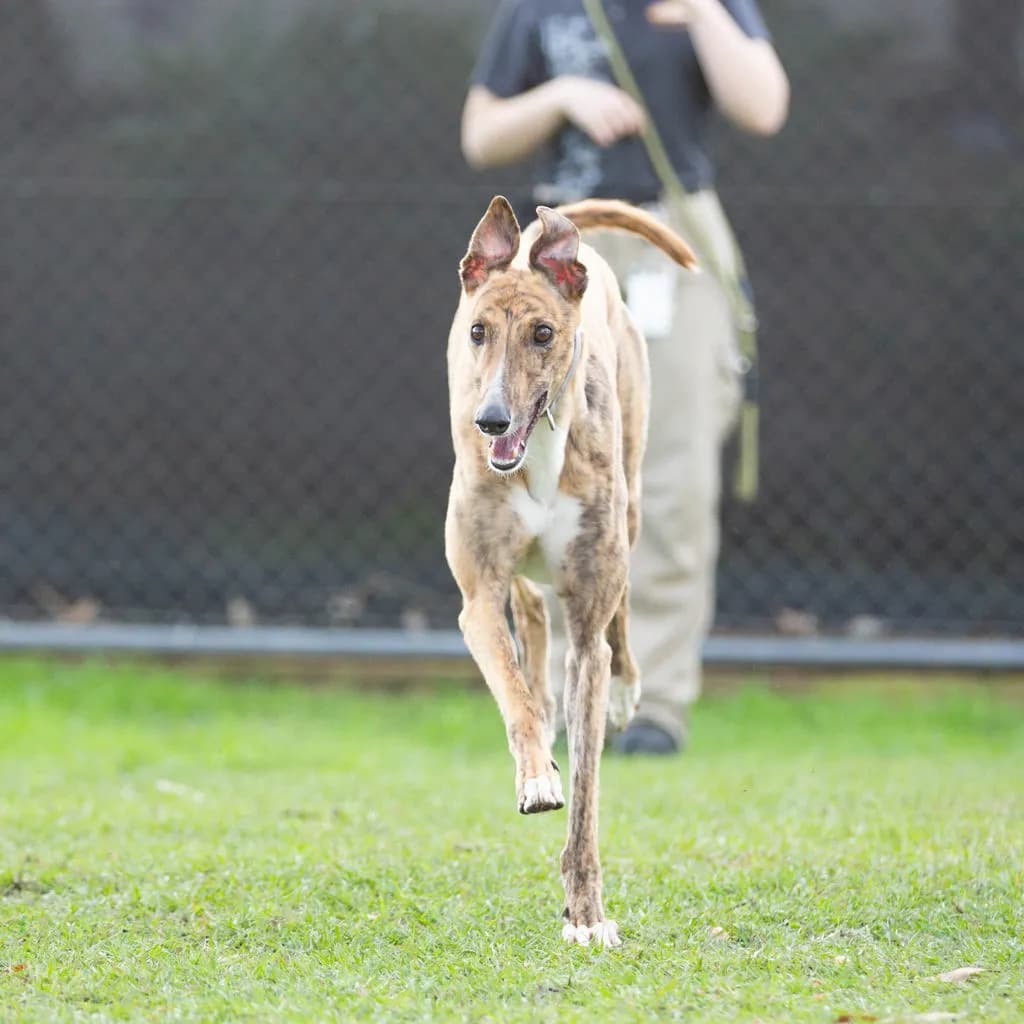 Nero - Greyhound available for adoption at Animal Welfare League Queensland in Brisbane