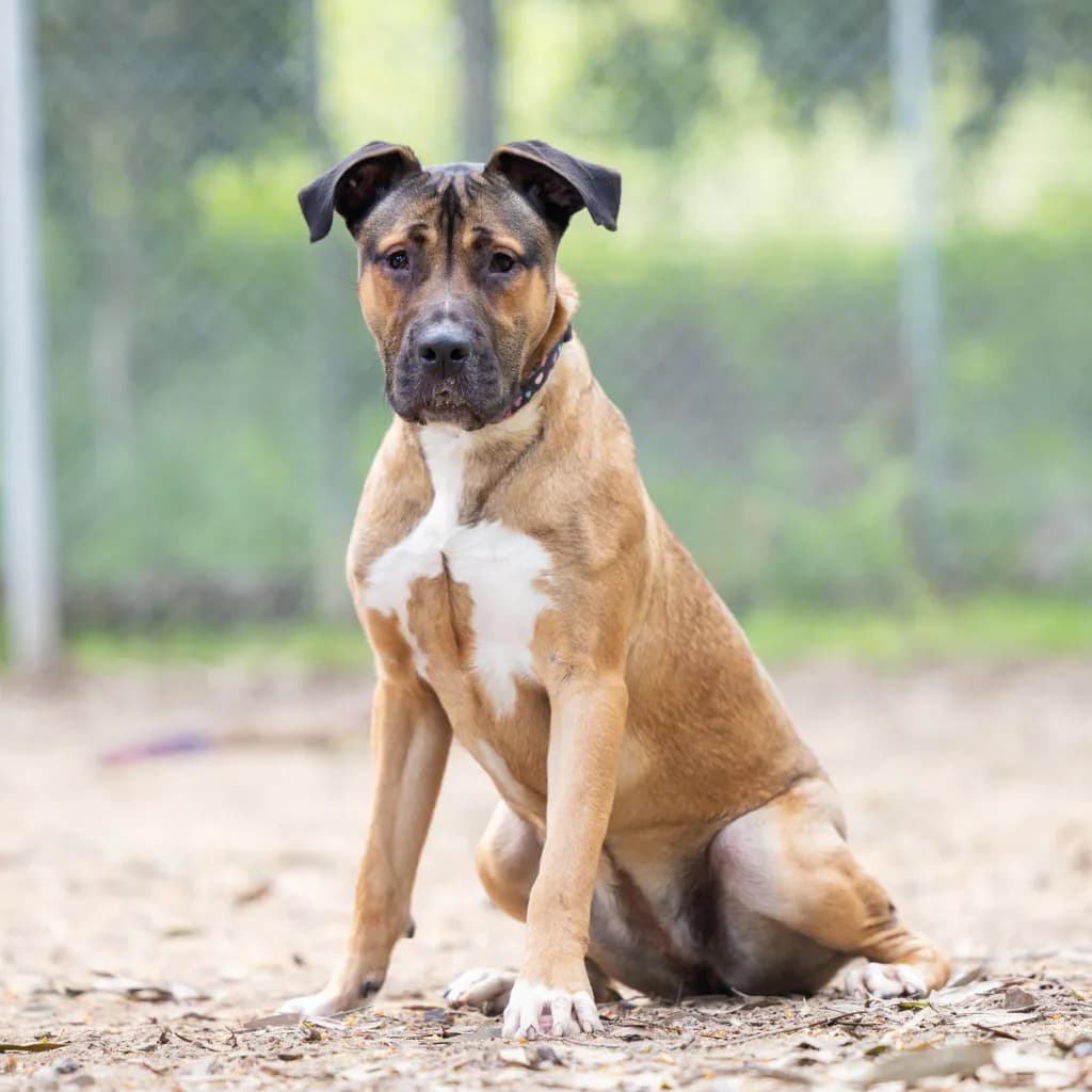 Lola - American Staffy available for adoption at Animal Welfare League Queensland in Brisbane