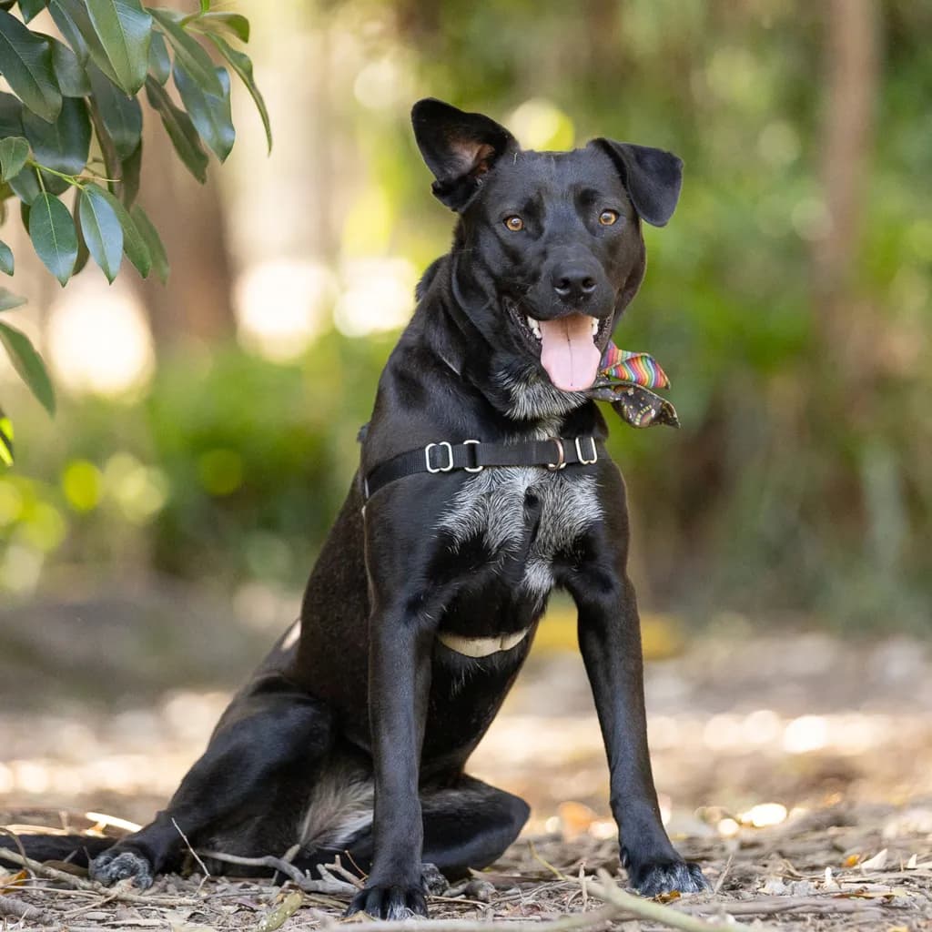 Mia - Australian Kelpie / Labrador available for adoption in Brisbane