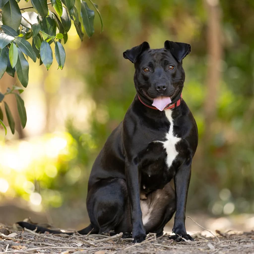 Sophie - American Staffy available for adoption at Animal Welfare League Queensland in Brisbane