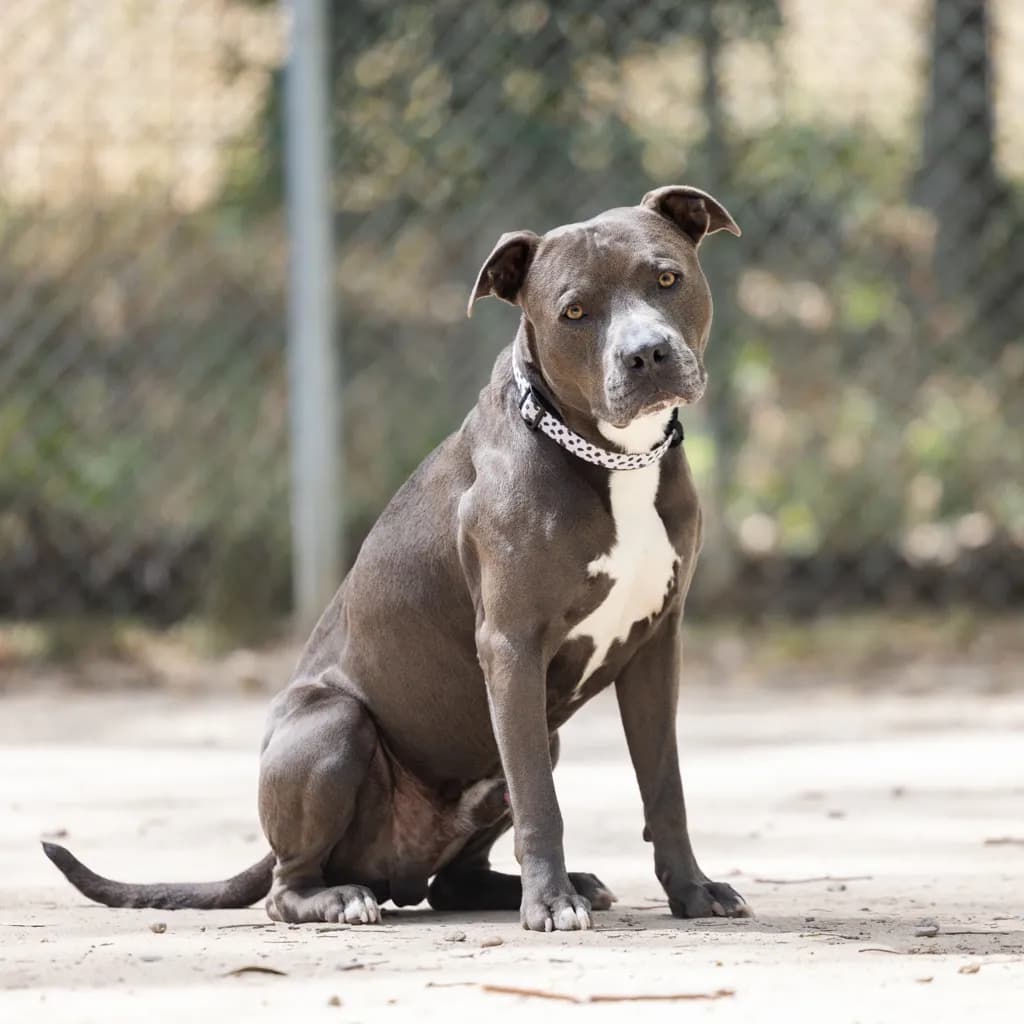 Boss - American Staffy available for adoption at Animal Welfare League Queensland in Gold Coast