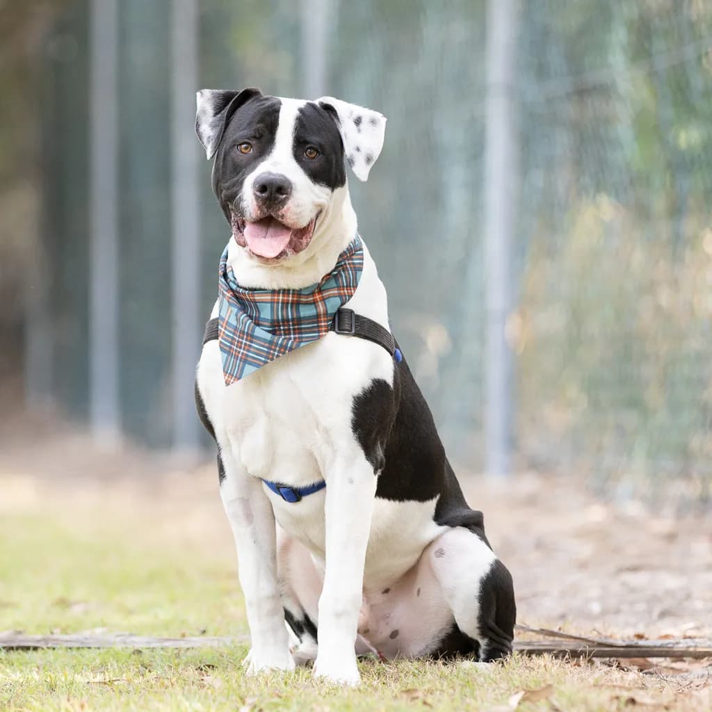 Shadow - American Staffy available for adoption at Animal Welfare League Queensland in Brisbane